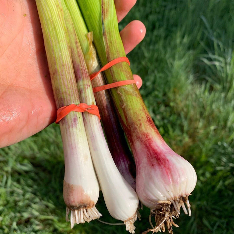 Green Garlic- the tender, vibrant, hassle free treat of springtime